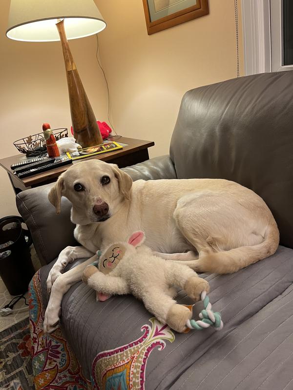 She doesn't like having her photo taken, so she stopped smiling.... Jazz is 50# for size reference.