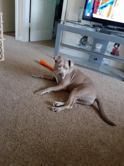 KONG SqueakStix Dog Toy, Medium - Chewy.com