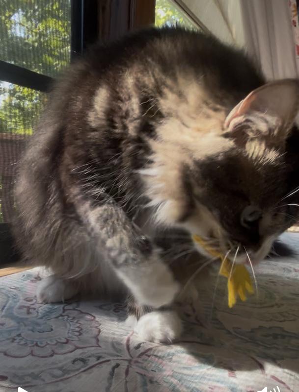 He carries this around in his mouth all over the room!