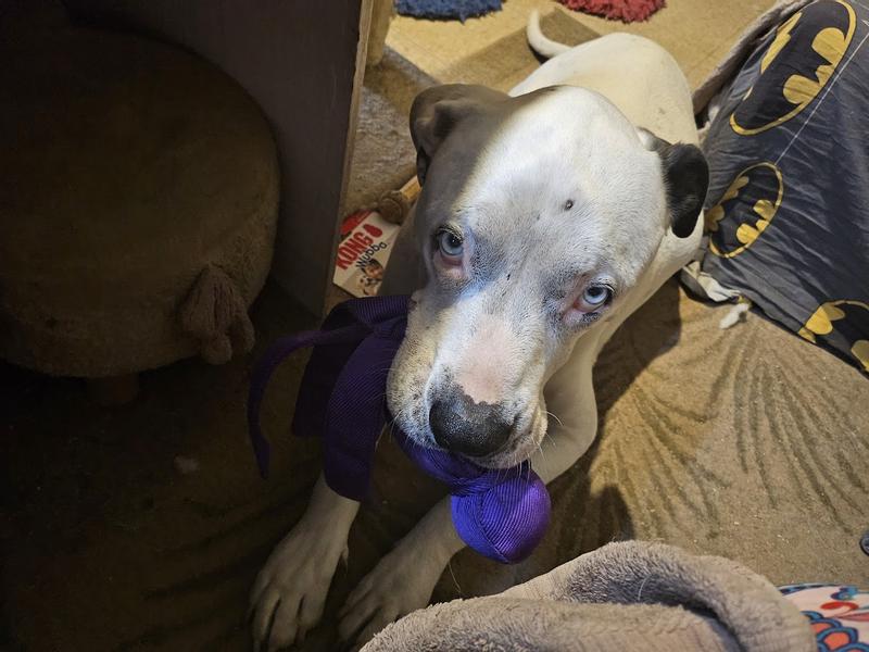 his purple wubba