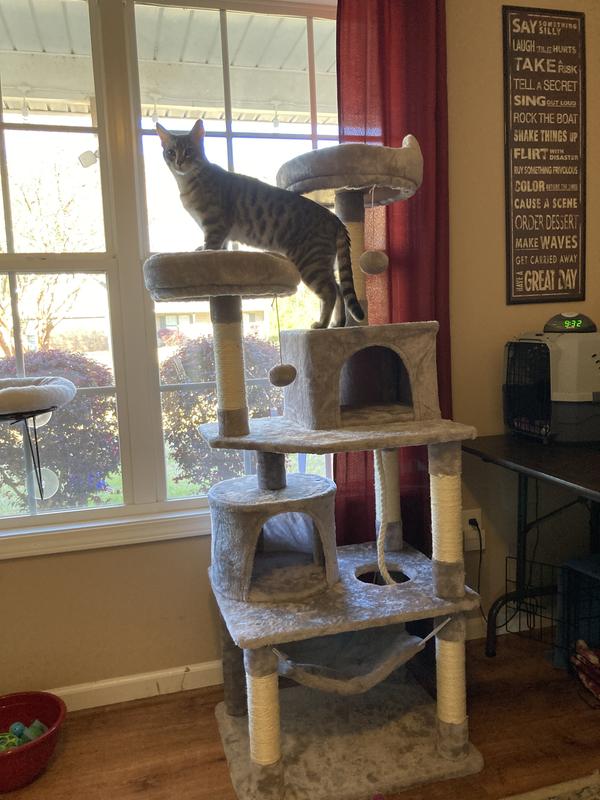 Our Egyptian Mau getting as high as he can.