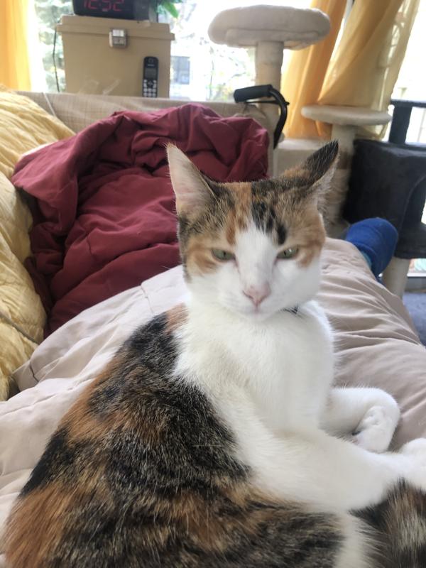 Zoey Made her self ride at home when she moved in