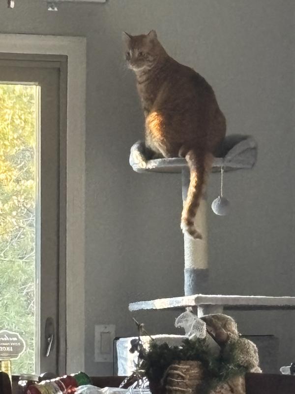 King of the hill! A true menace!!