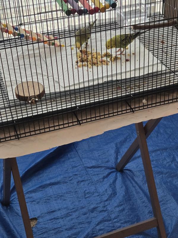 They love this bird food!!