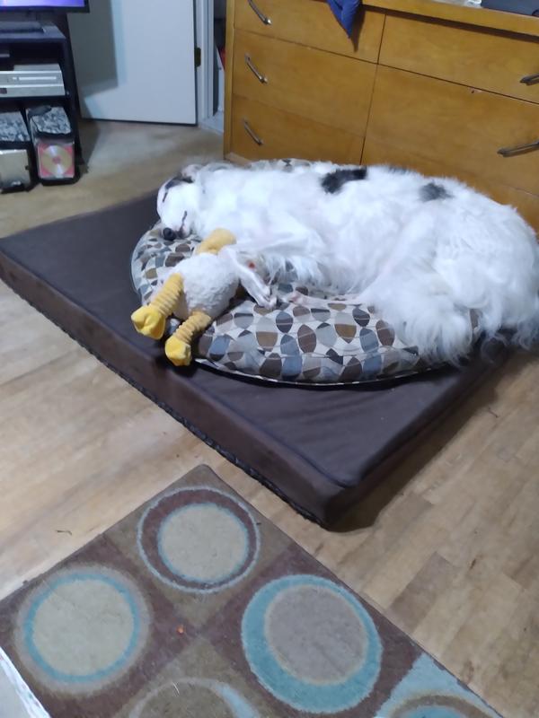 Sleeping on 2 beds because he's growing g so big! Loves his chicken too.