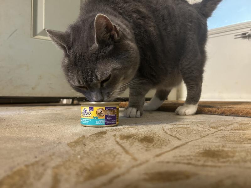 Sam the senior cat (15) also approves of this flavor!