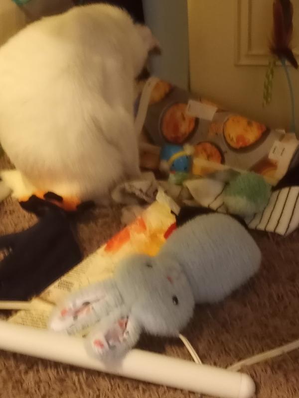 Bailey's on the prowl