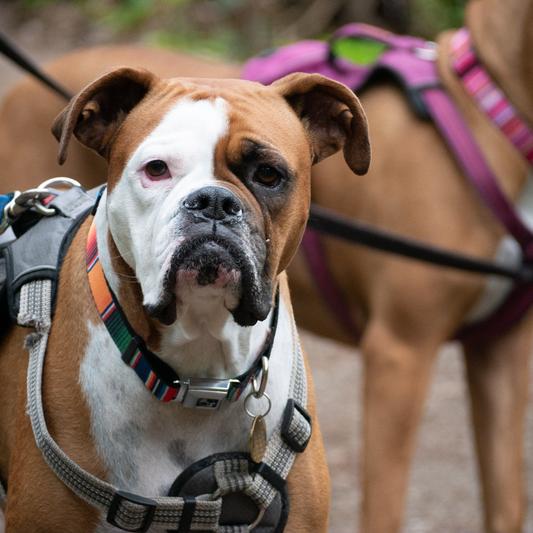 BUCKLEDOWN Zarape Dog Collar, Medium