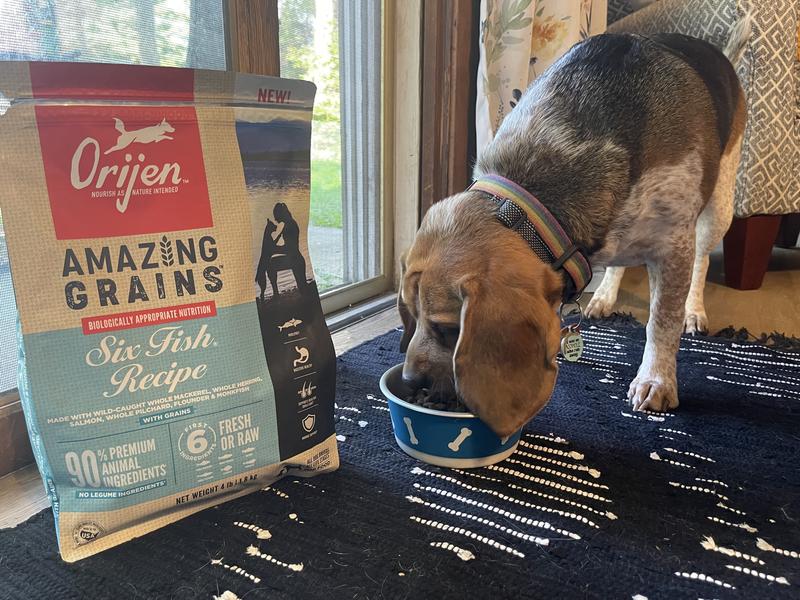 ORIJEN Amazing Grains Six Fish Recipe Dry Dog Food 4 lb bag