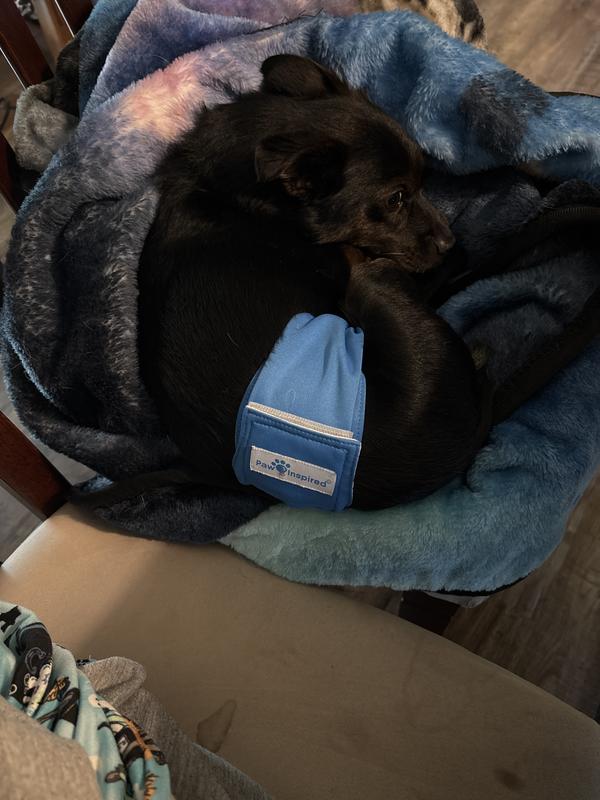 Small black Chihuahua curled up on a blanket wearing a blue belly band.