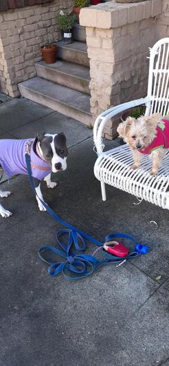 Fharra and Jojo love Chewy.