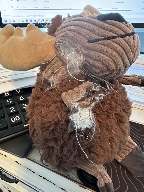 Kong Moose is no match for my Brandy 🤯