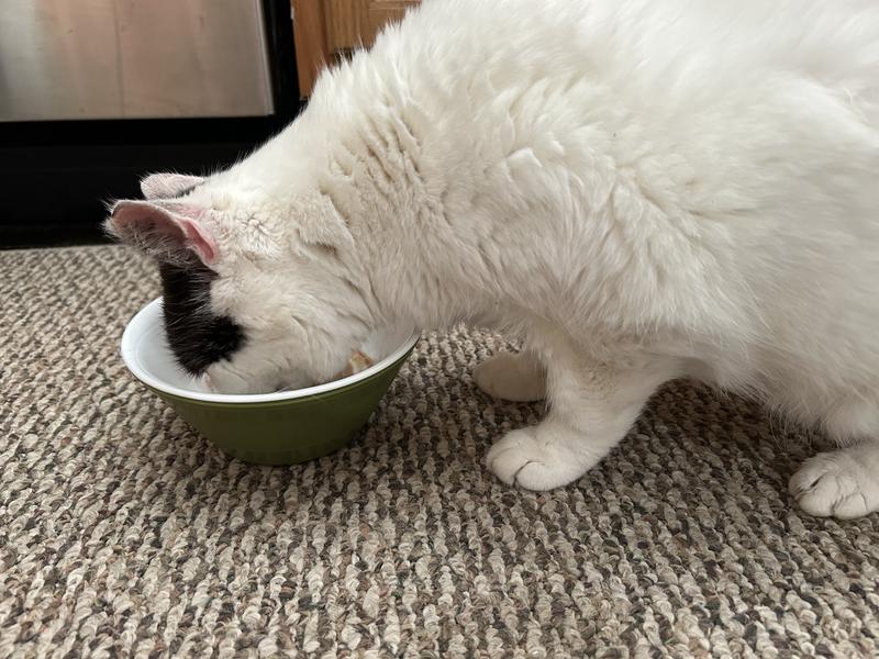 My elderly cat without teeth laps it up easily