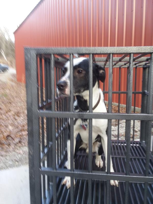 Boo Boo in his new crate.