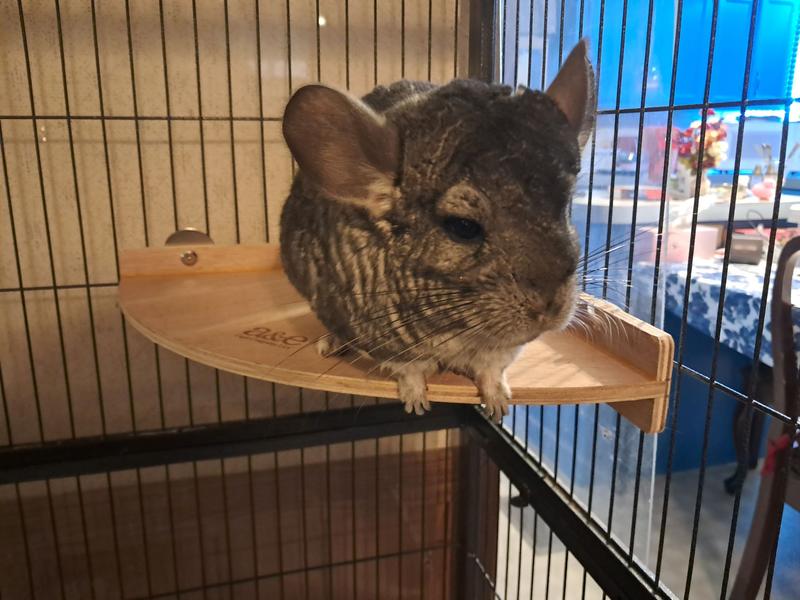 Ruby loves the rectangle & corner shelves
