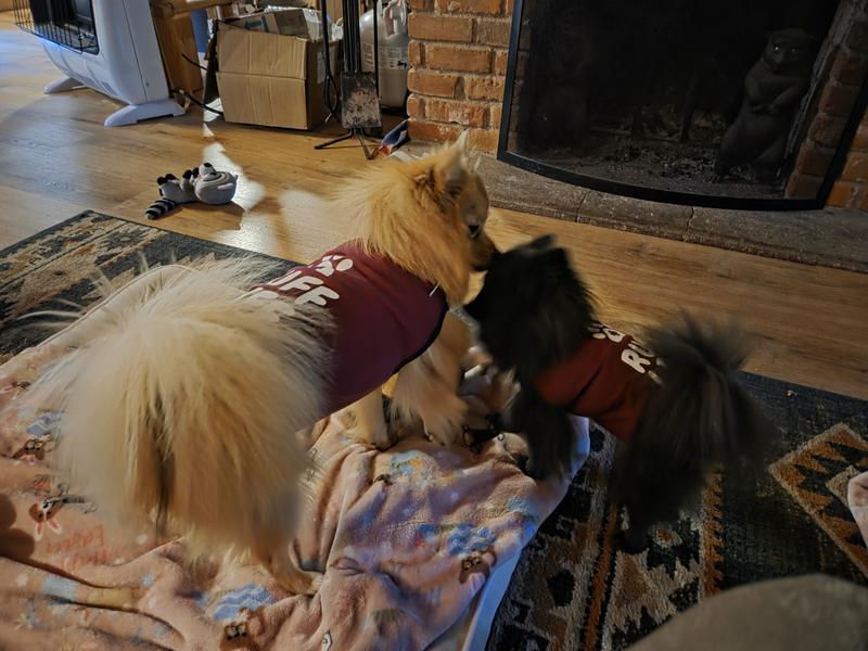 Cute Suit for Pomeranians