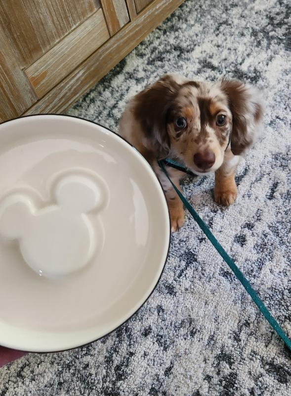 DISNEY Mickey Mouse Slow Feeder Dog Cat Bowl Black Small 1 cup Chewy