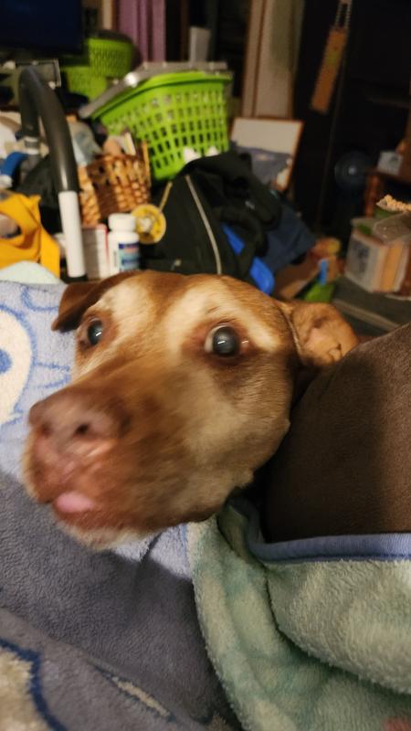 Can I have more duck please?