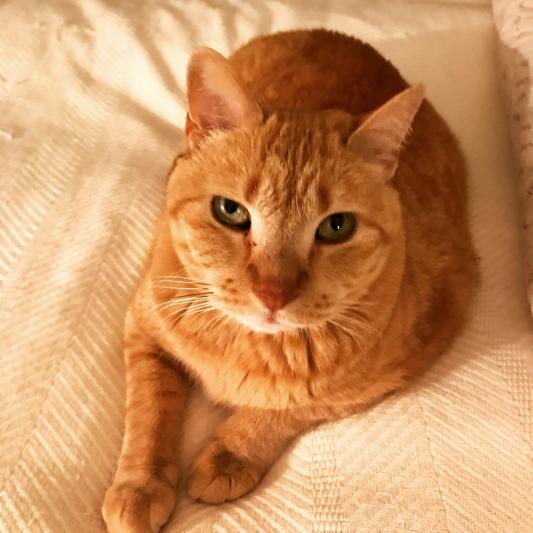 Newly calm kitty