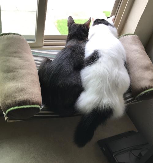The girls looking out the window.