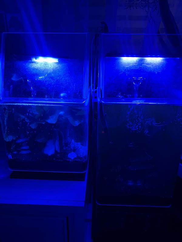 Small tank is 5 gallons and tall tank is 10 gallons :)