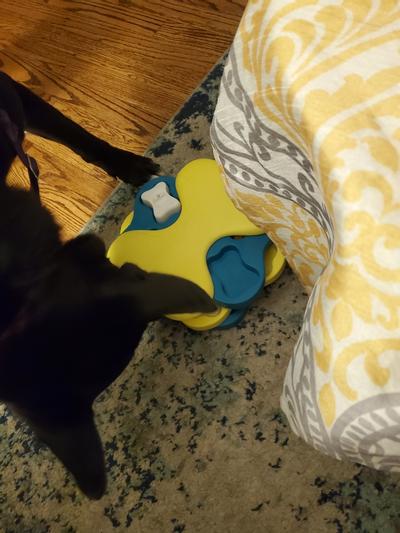 Outward Hound Tornado Puzzle Toy — Jeffrey's Natural Pet Foods