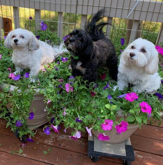 Havanese Minnie, FLOWER and Feather