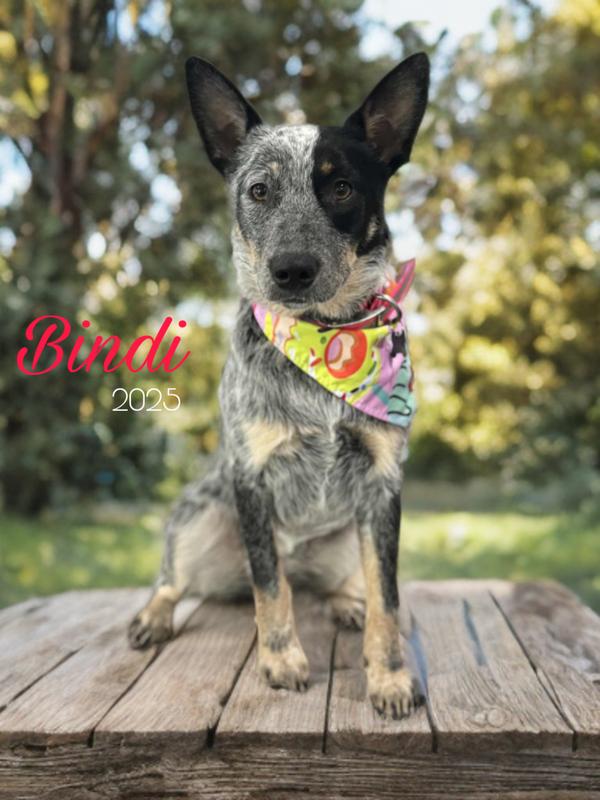 Bindi - 9 months Old