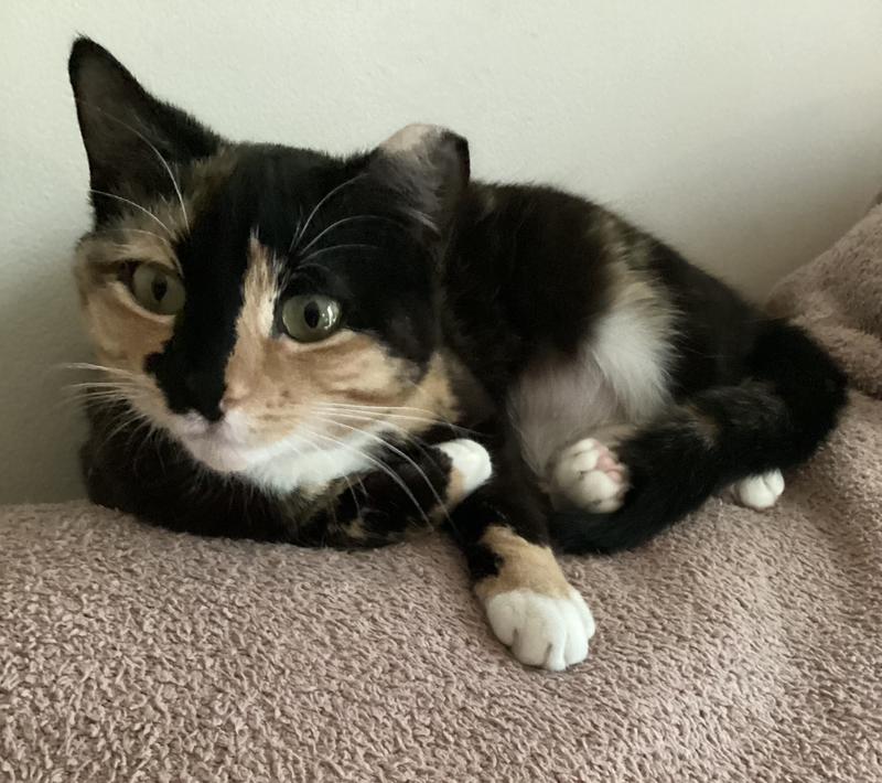 Jinx, brought in from a stray a year ago