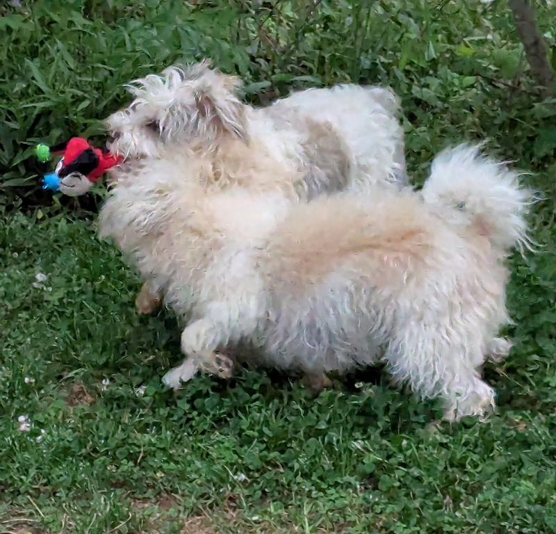 Playing with one of the 8 toys