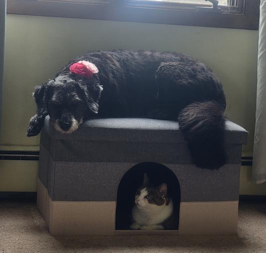 Bitsy the cat and Seven the dog