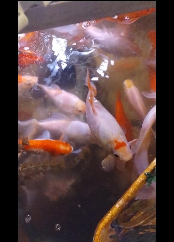 Happy hungry goldfish