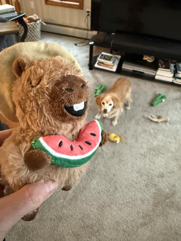 Charlie and his Capy