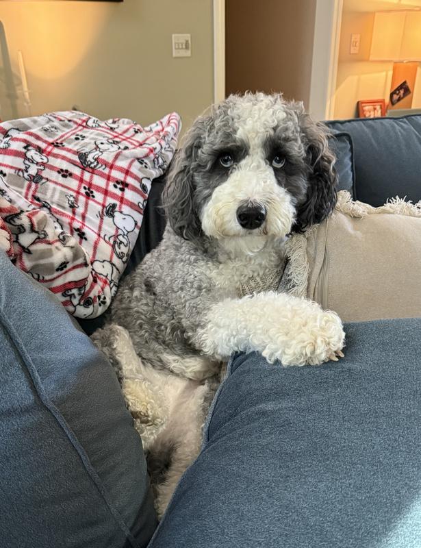 Waiting for treat…