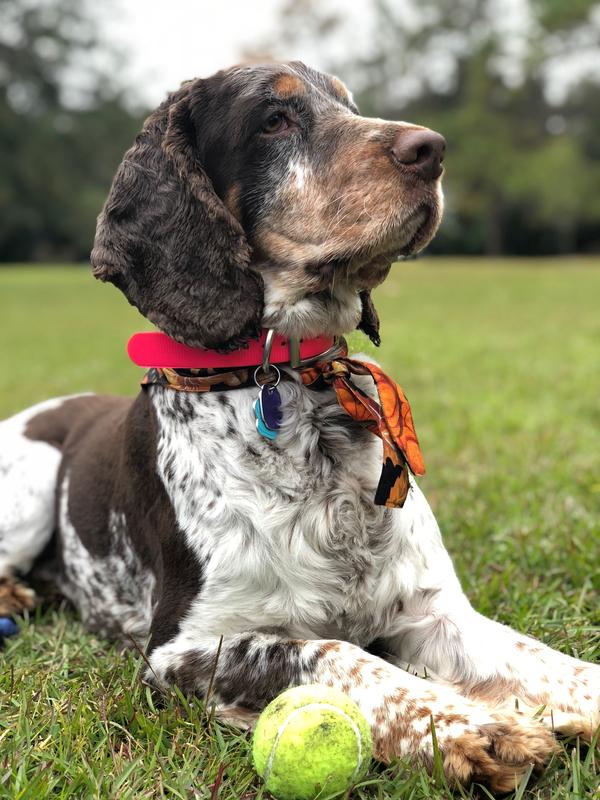 Every dog deserves comfort. Finally I found something that soothes and cleanses her ears after years of infections