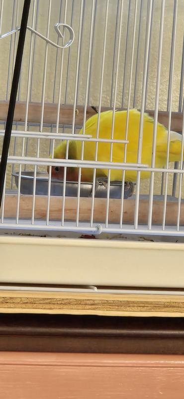 First pellets they actually like and its tiny.