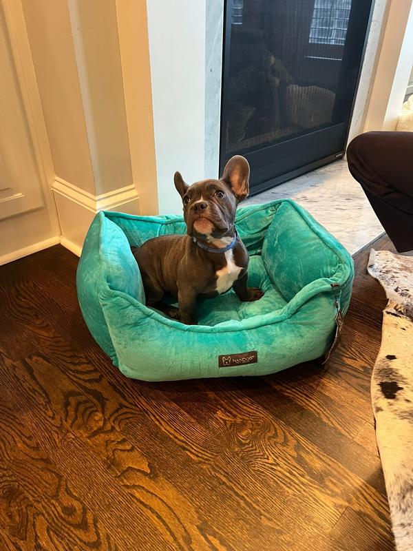 Meatball is one happy Frenchie now!