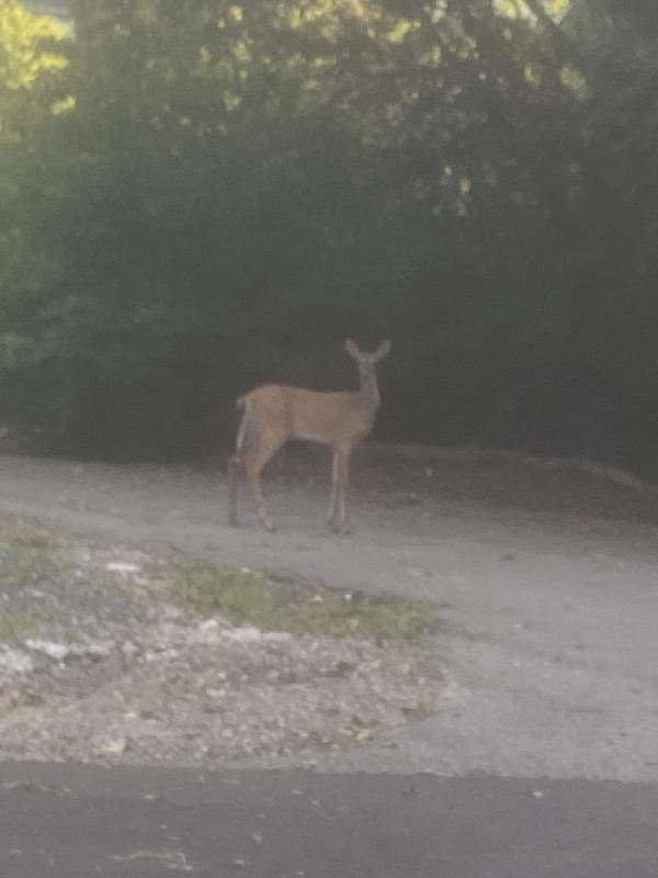 Never know what you’ll meet on that walk.