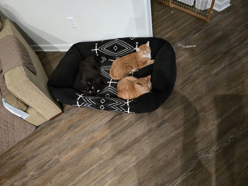 3 little cats in a giant dog bed