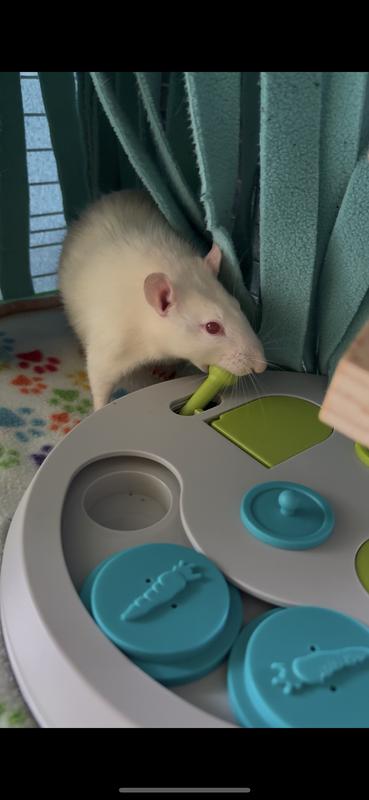 White rat using lever to open up compartment
