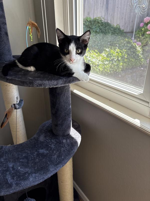 FRISCO 59.5-in Heavy Duty Faux Fur Cat Tree & Condo, Gray - Chewy.com