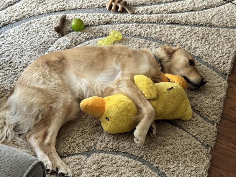 Bear loves his ducky!