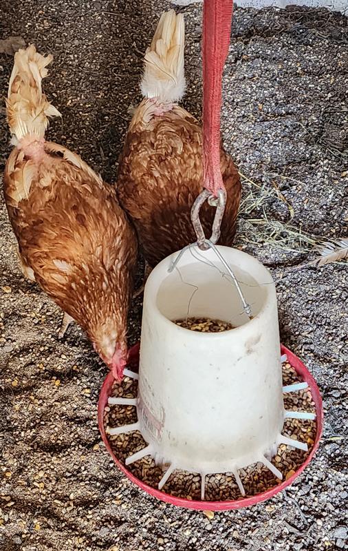 Enjoying  their breakfast!