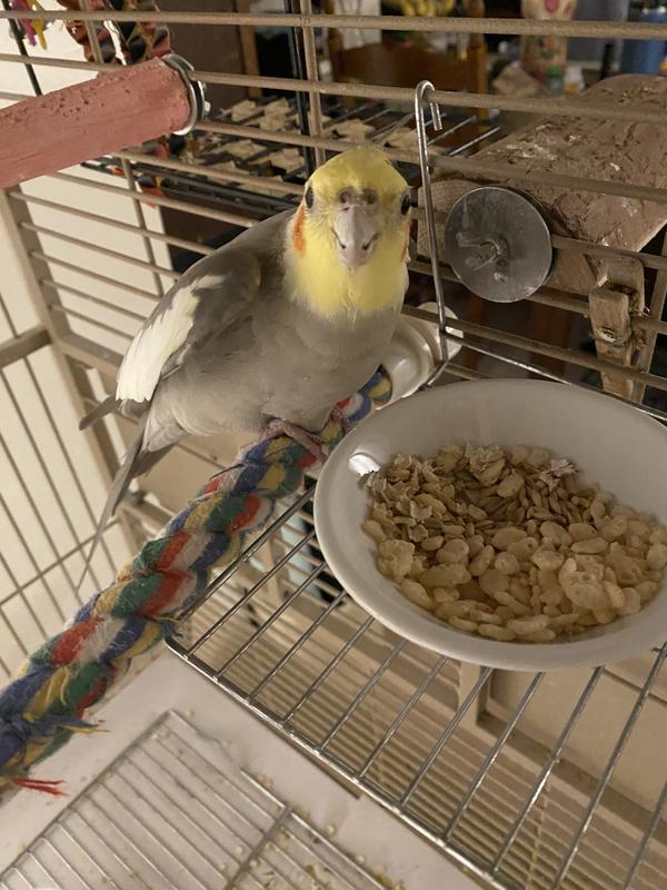 My 22 year old, with his evening snack of Kaytee Fortin-Diet Pro Health Oat Groats and rice cereal