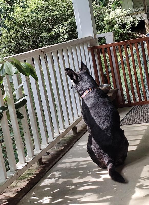 Critter watching
