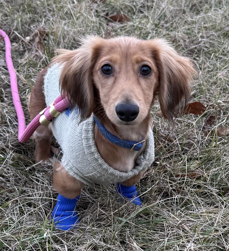 Dog loving his walk with booties
