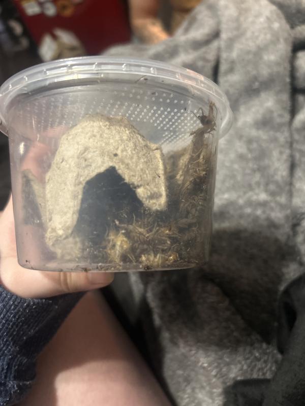 All the crickets were dead