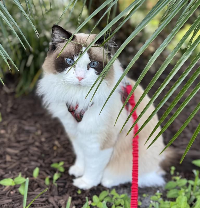All dressed up for his walk