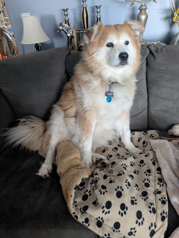 Tucker is 12 yrs old and LOVES Chewy