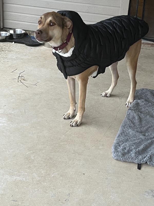 For reference he’s about 75-80lbs and this size was xxxl